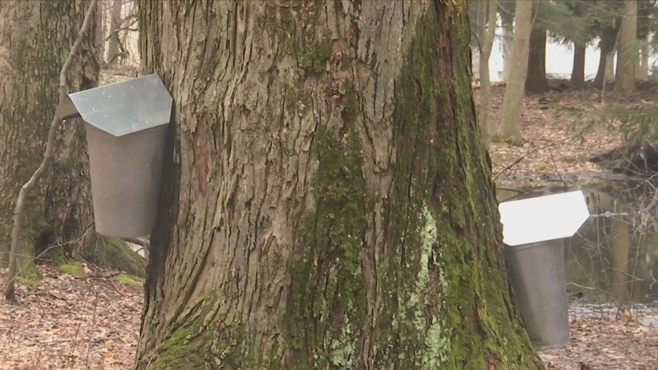Discovering all things Maple