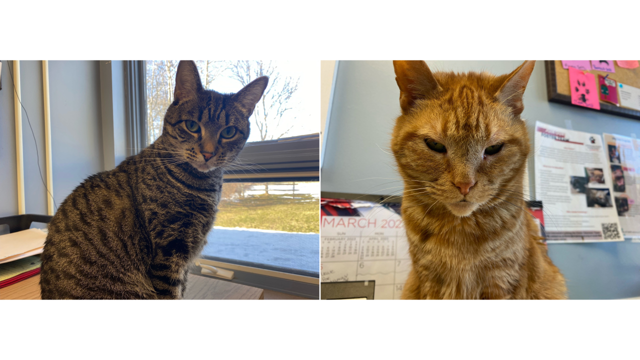 Meet Daisy & Val! Our Pets of the Week