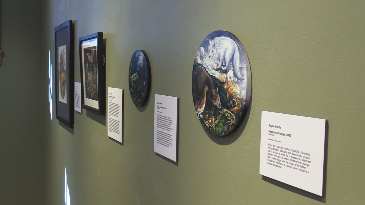 New Avian Art Exhibit Opening At Roger Tory Peterson Institute