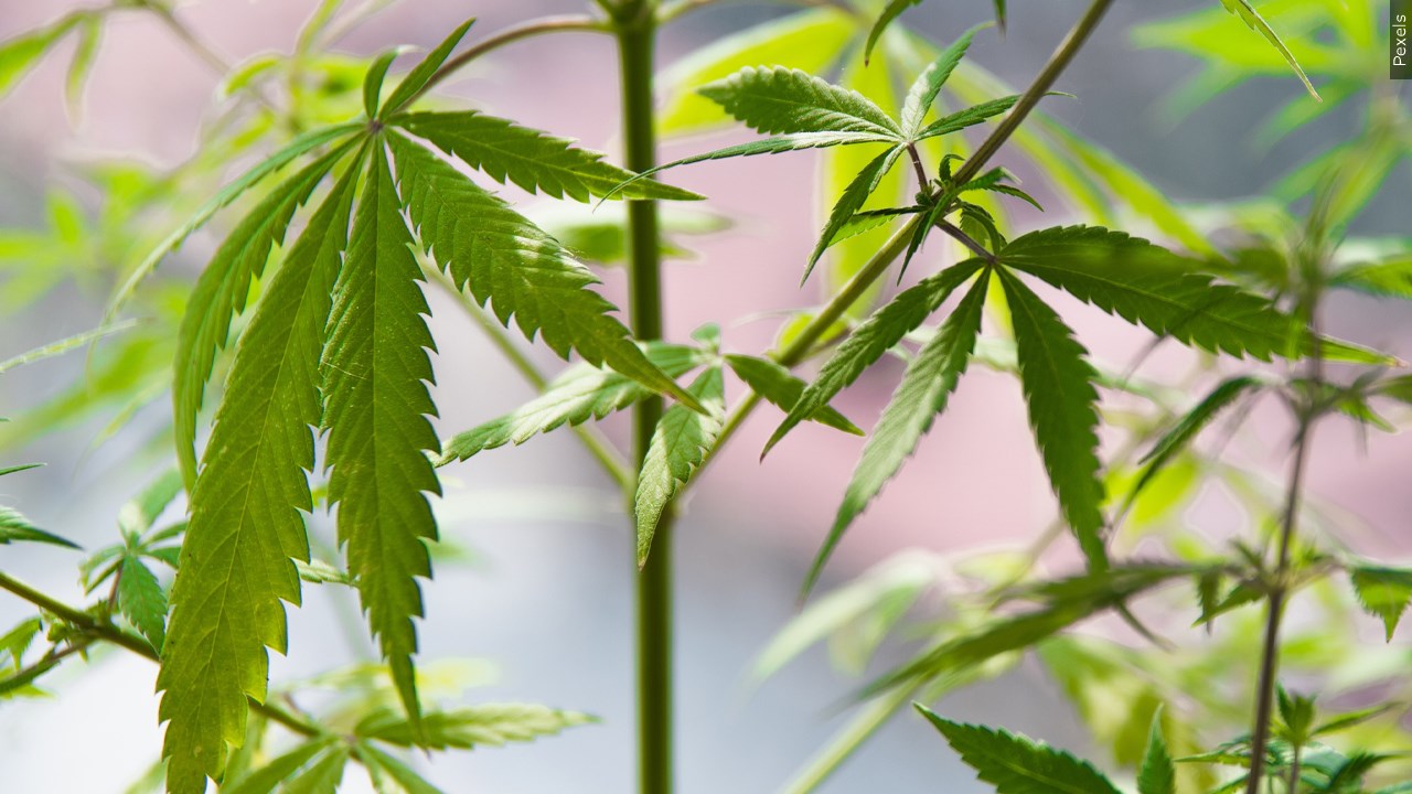 Governor Hochul Implements Stringent Measures to Combat Illicit Cannabis Trade in New York