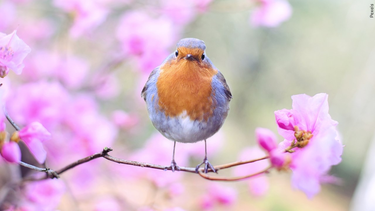 BirdSafe Project: Preventing Birds from Colliding with Windows