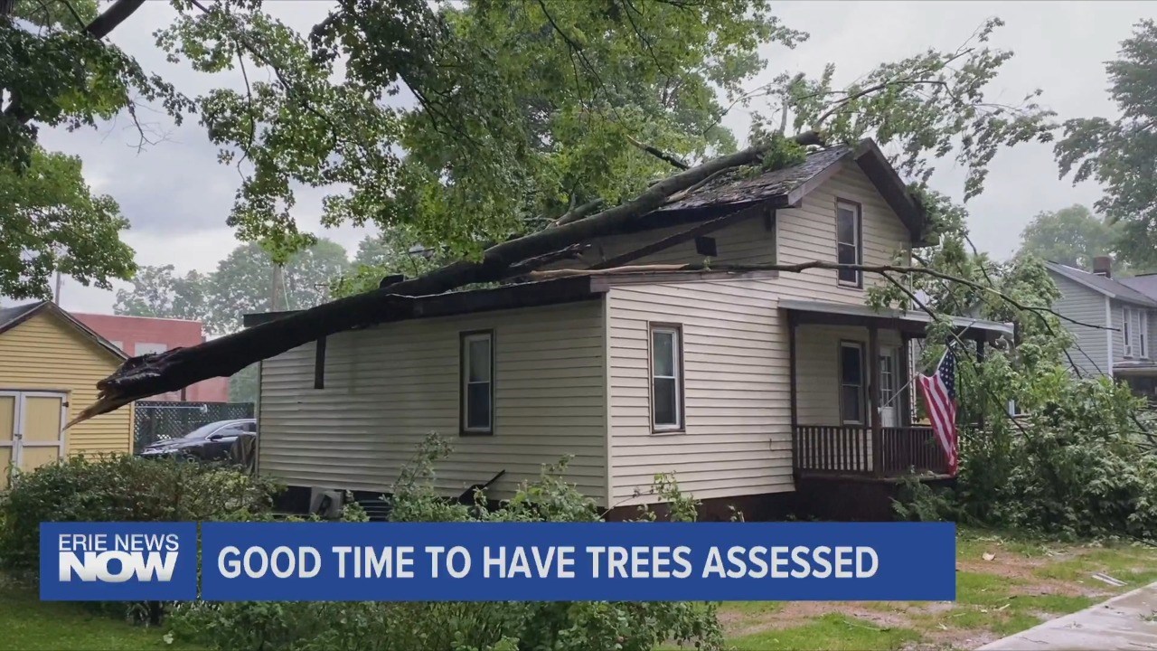Importance of Getting Trees Assessed
