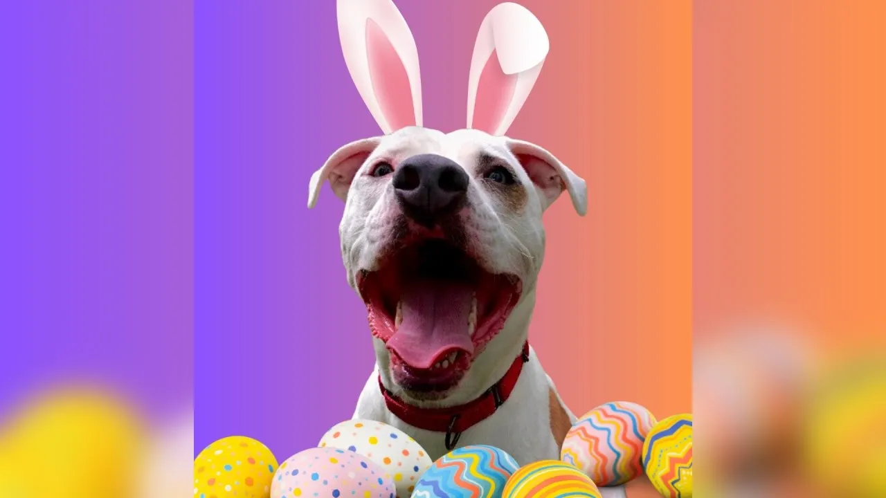 Meet Burr! Our Pet of the Week