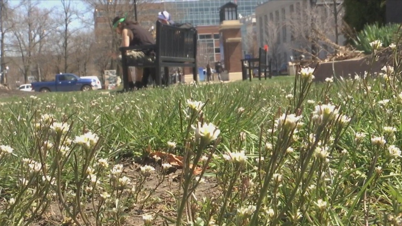 What to Know Going Into Allergy Season