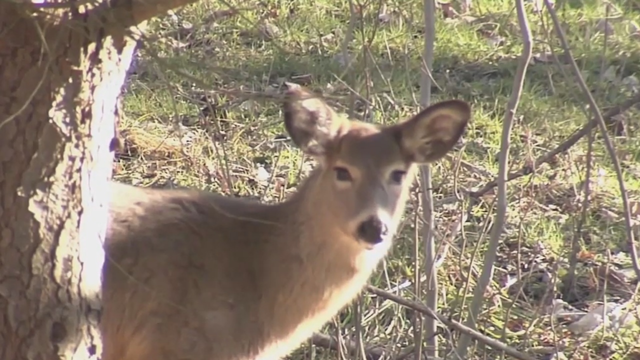 Jamestown Deer Infestation Discussed