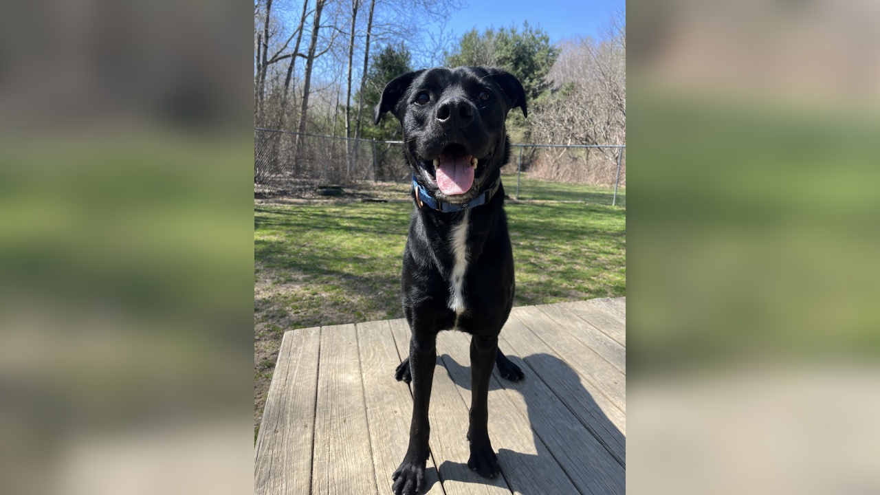 Meet Jeffery! Our Pet of the Week