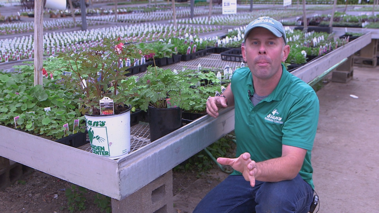 Stan’s A-Z Gardening Tips: Perennial Gardening