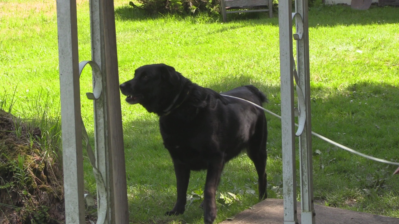 Allegany Dog Attack