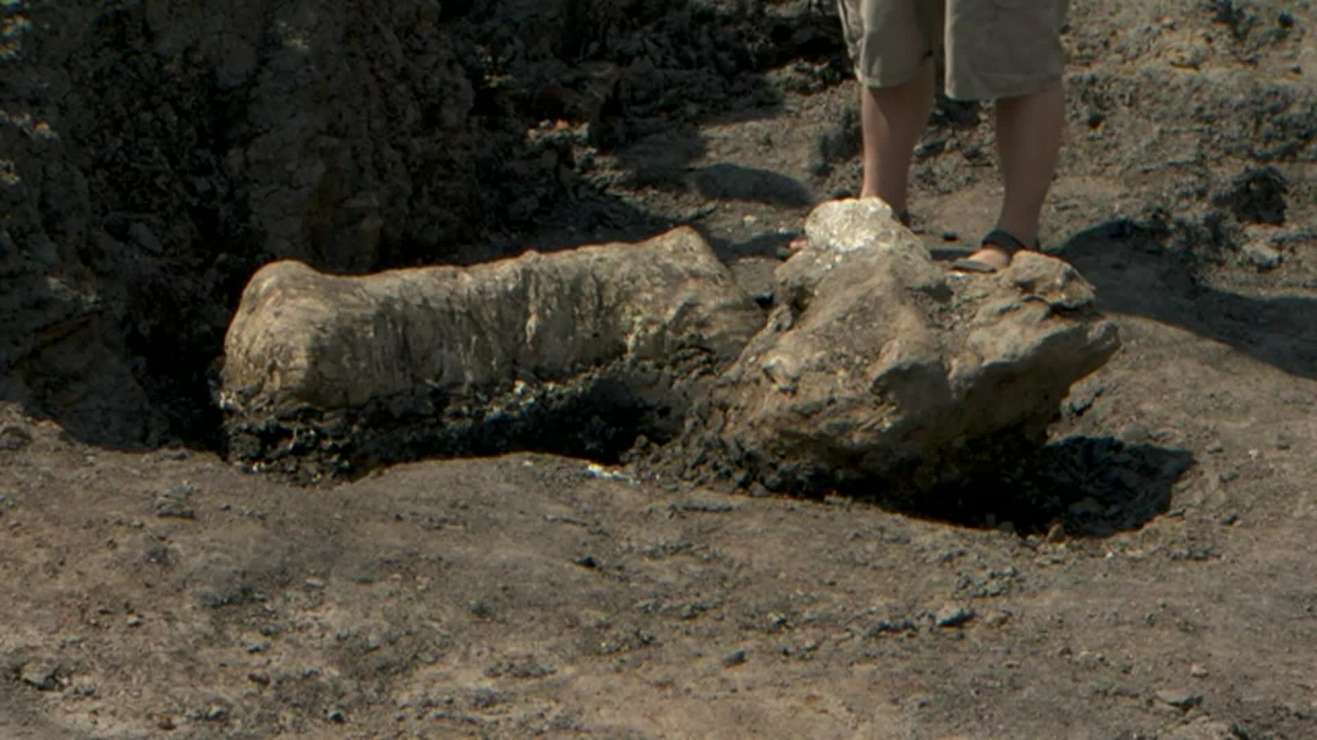 Dinosaur "Bone Bed" Discovered WNY News Now