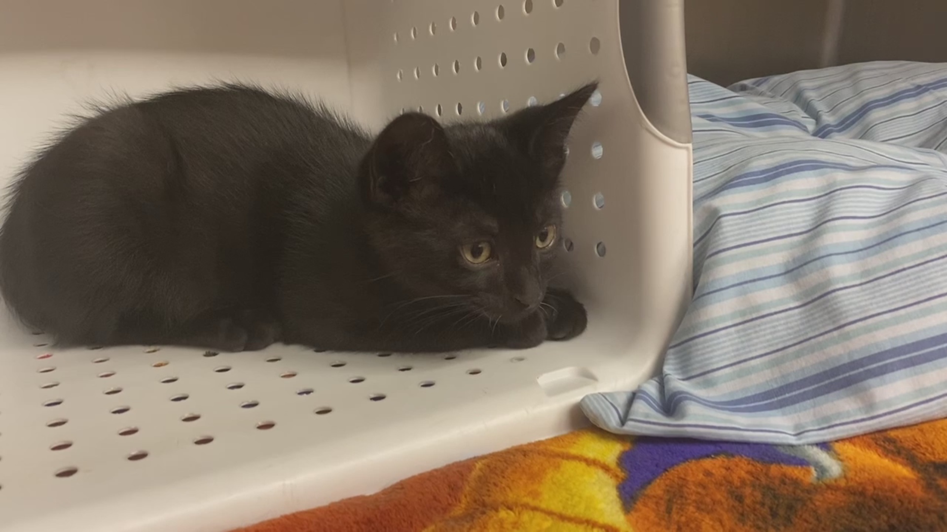 Meet Stitch, Our Pet Of The Week