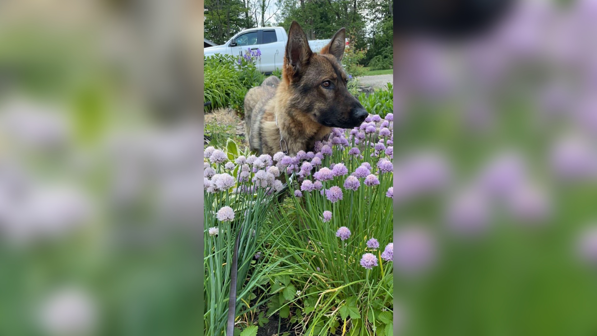 Community Raising Funds For Fallen K-9 Officer