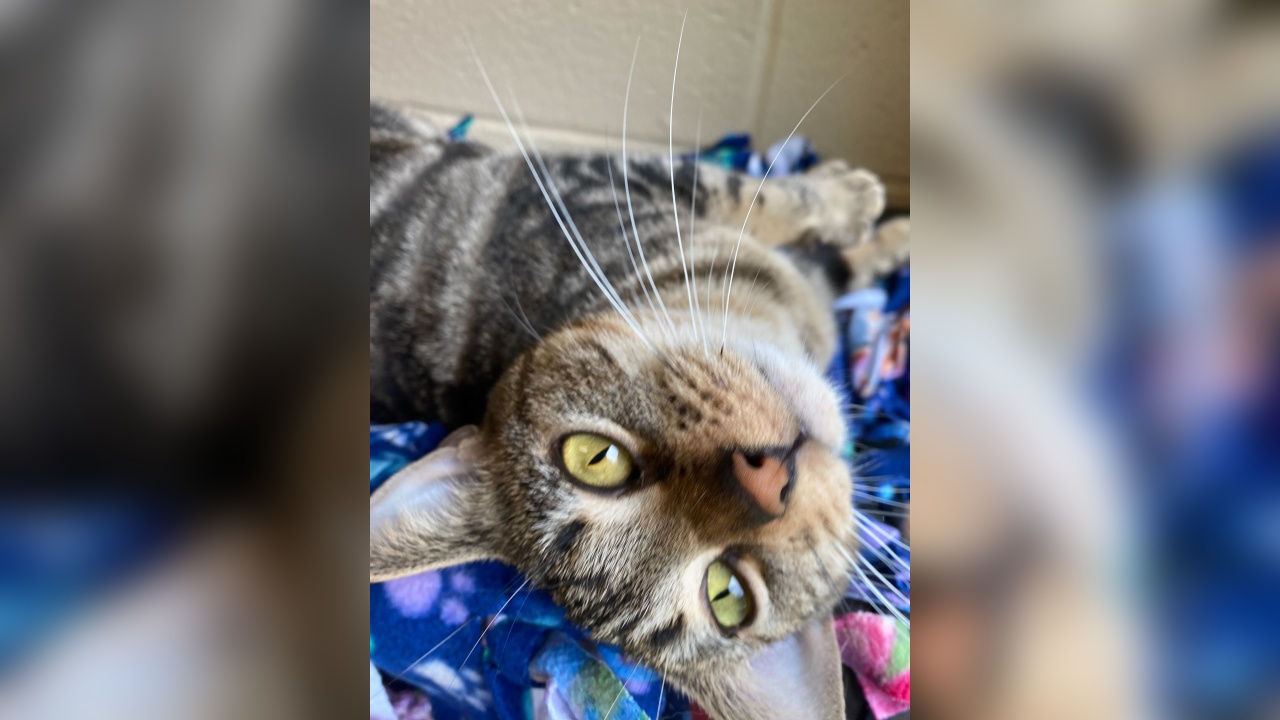 Meet Petunia Our Pet Of The Week