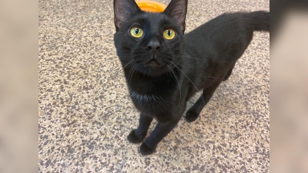 Meet Brock Our Pet Of The Week