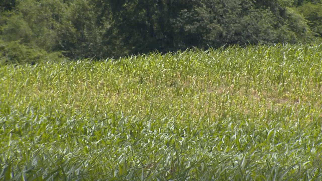 Birds And Bees Act Dividing State