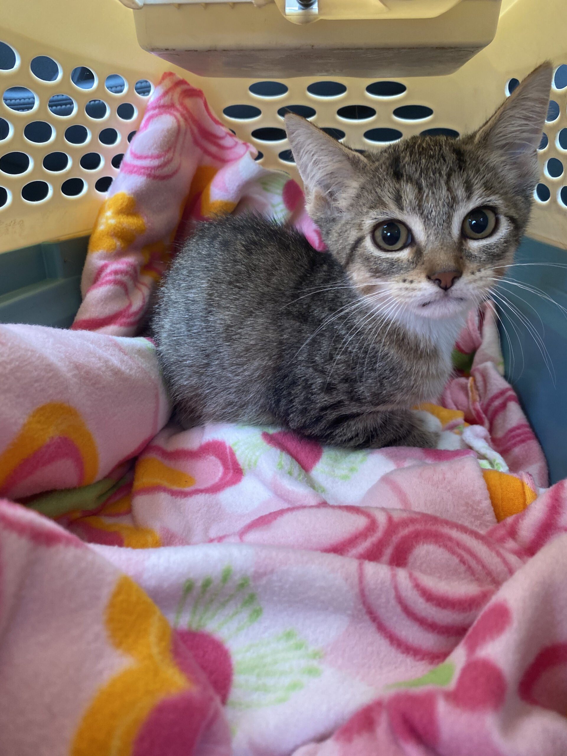 Meet Gollum! Our Pet Of The Week