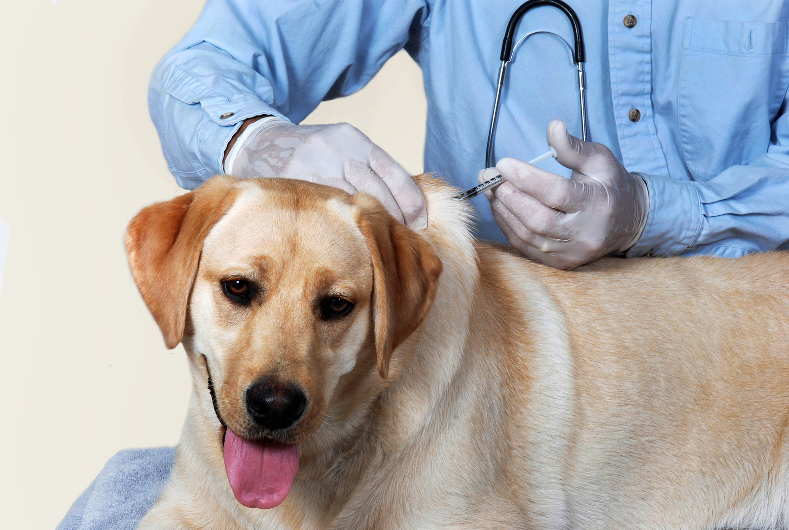 Free Rabies Vaccination Clinics Coming to Dunkirk: Safeguard Your Pets and Community