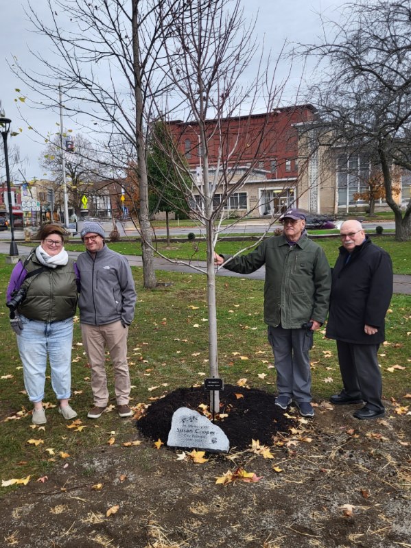 Olean Tree Dedicated in Honor of Susan Cooper