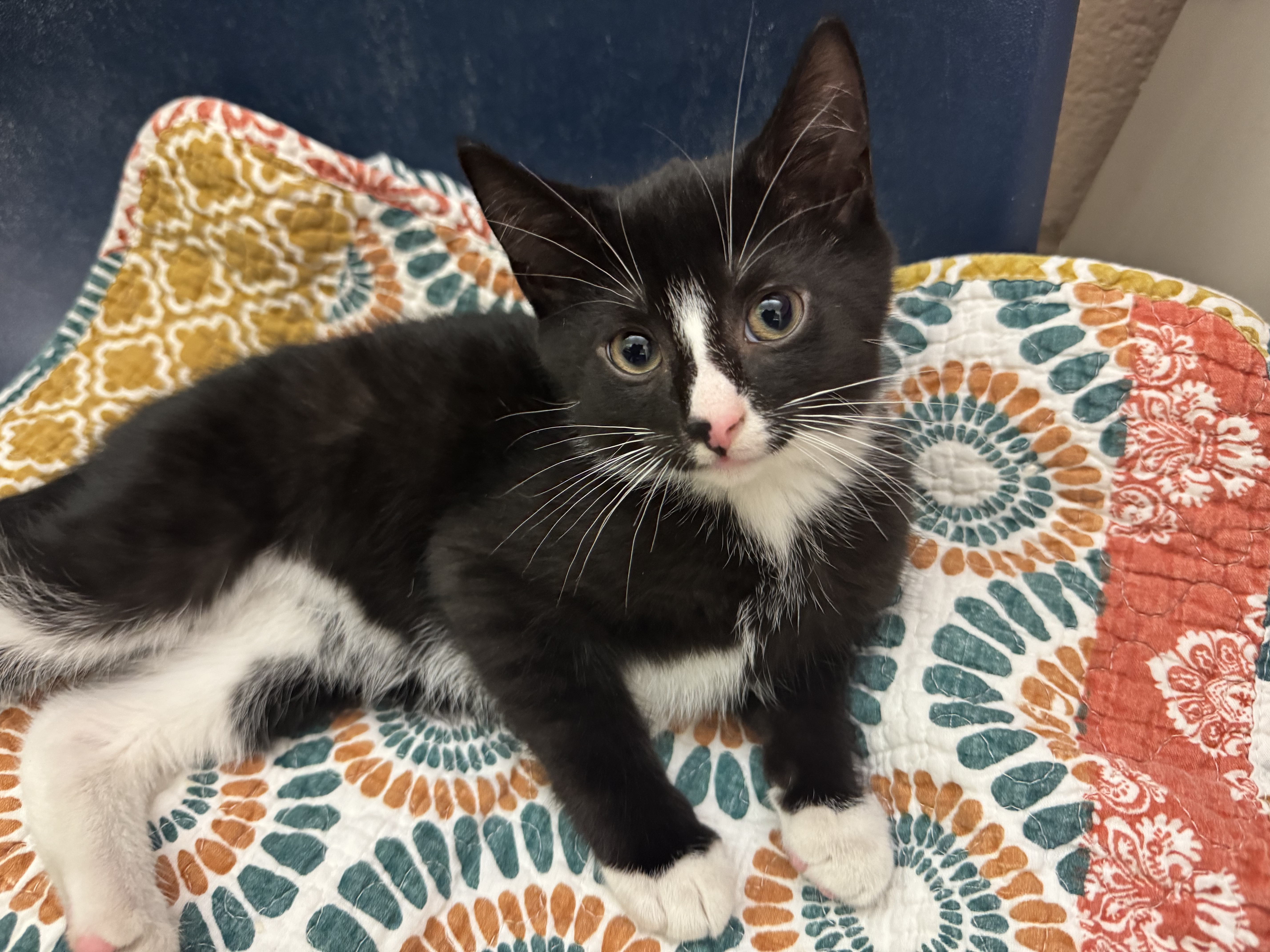 Meet Galactus, Our Newest Pet of The Week