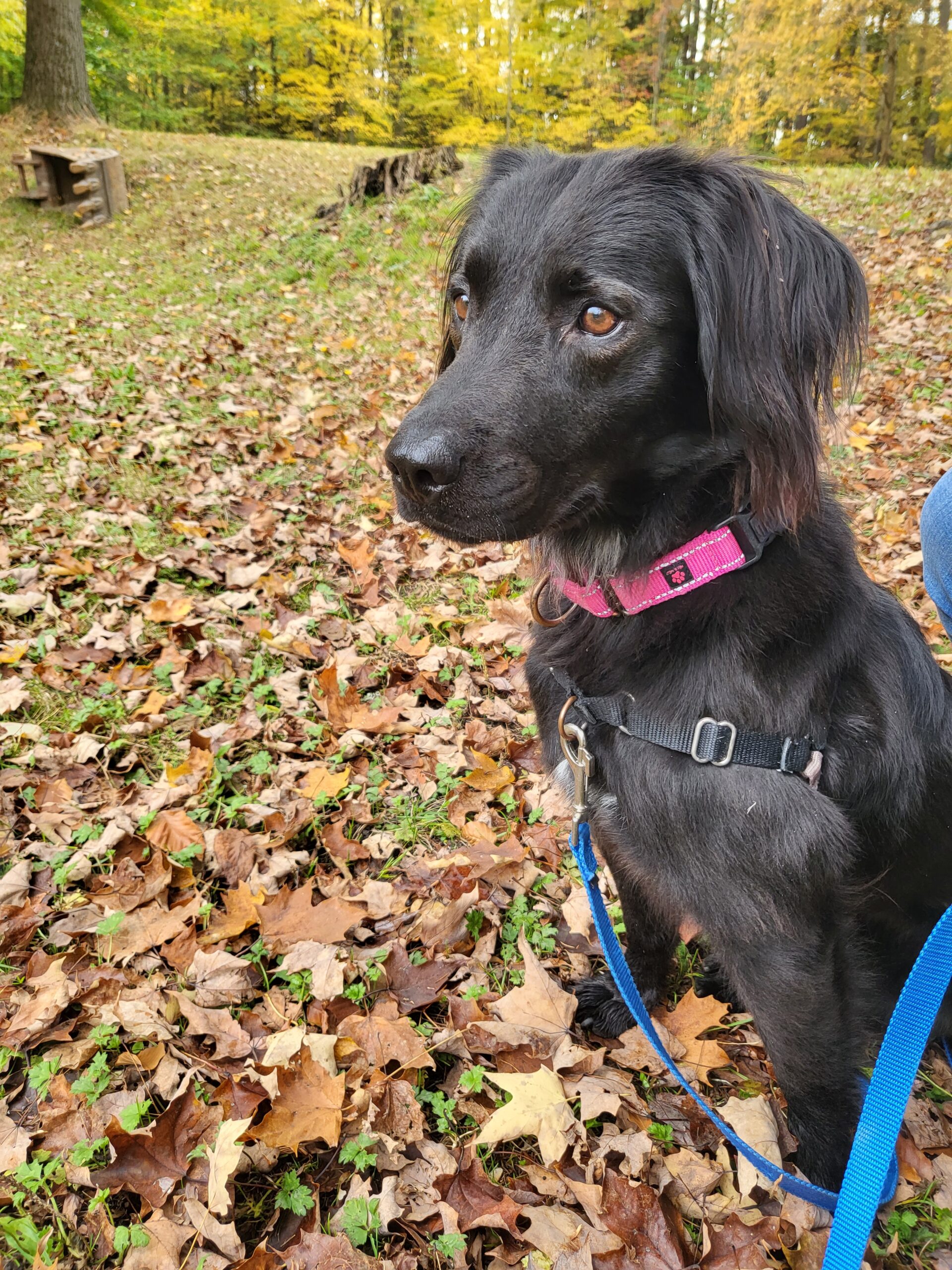 CHAUTAUQUA COUNTY HUMANE SOCIETY ANNOUNCES SEASON OF HOPE