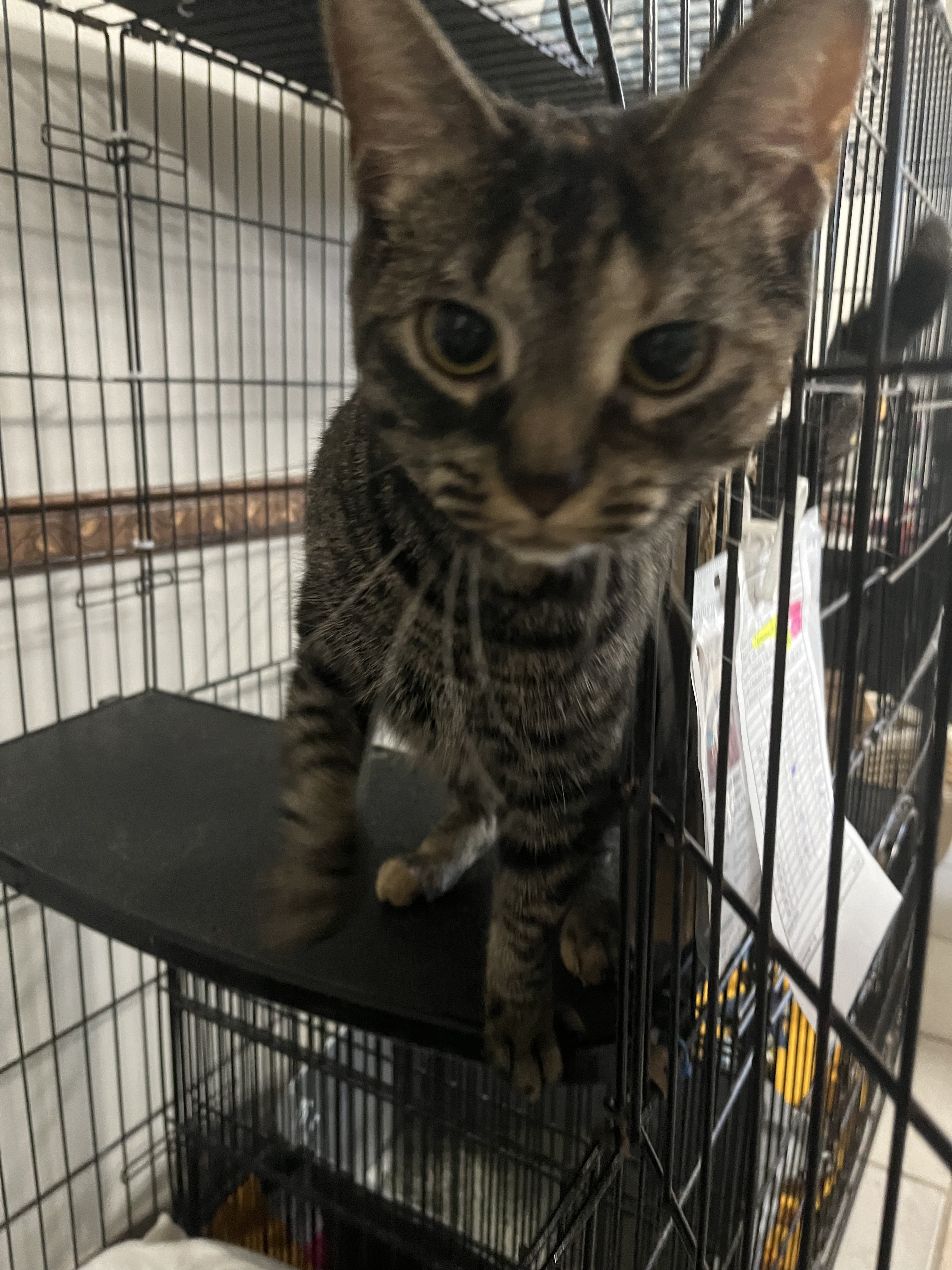 Pet of The Week: Misty