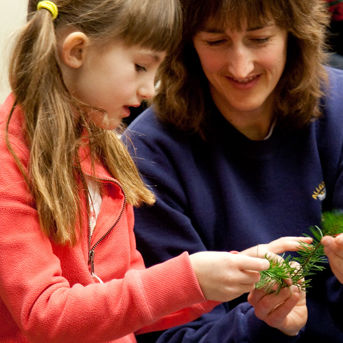 Audubon Little Explorers Study Evergreens and Conifers Saturday, December 9