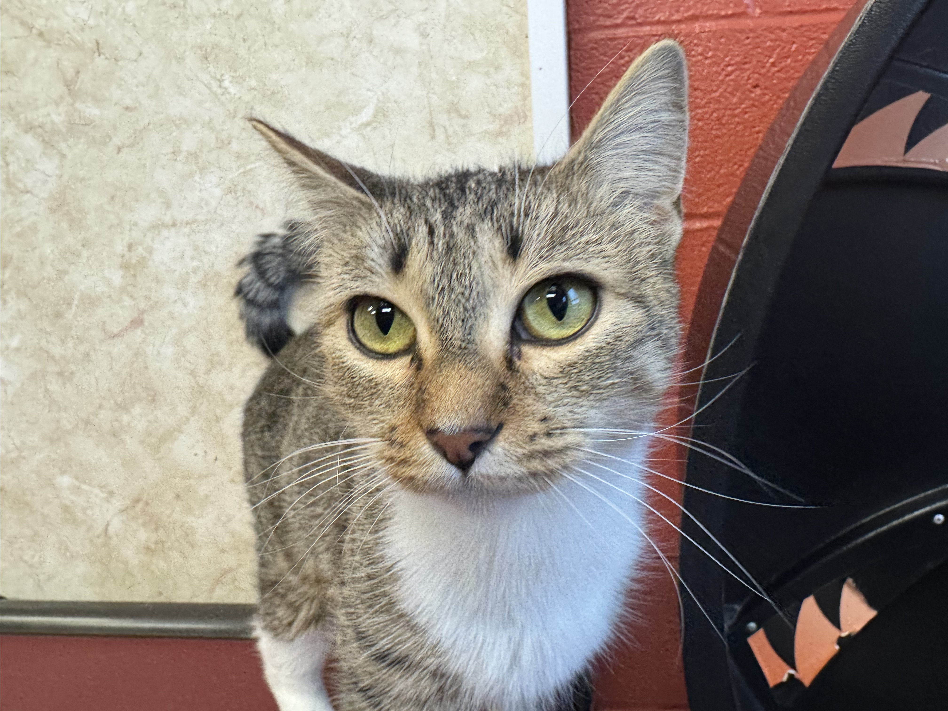 Meet Aquamarine, Our Newest Pet of The Week