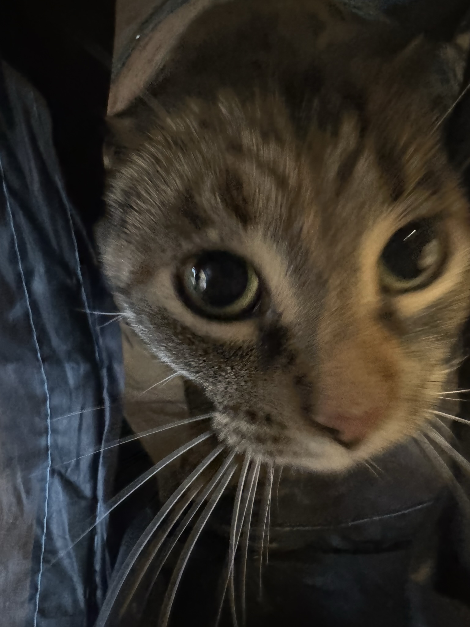 Meet Tinkerbell, Our Newest Pet of The Week