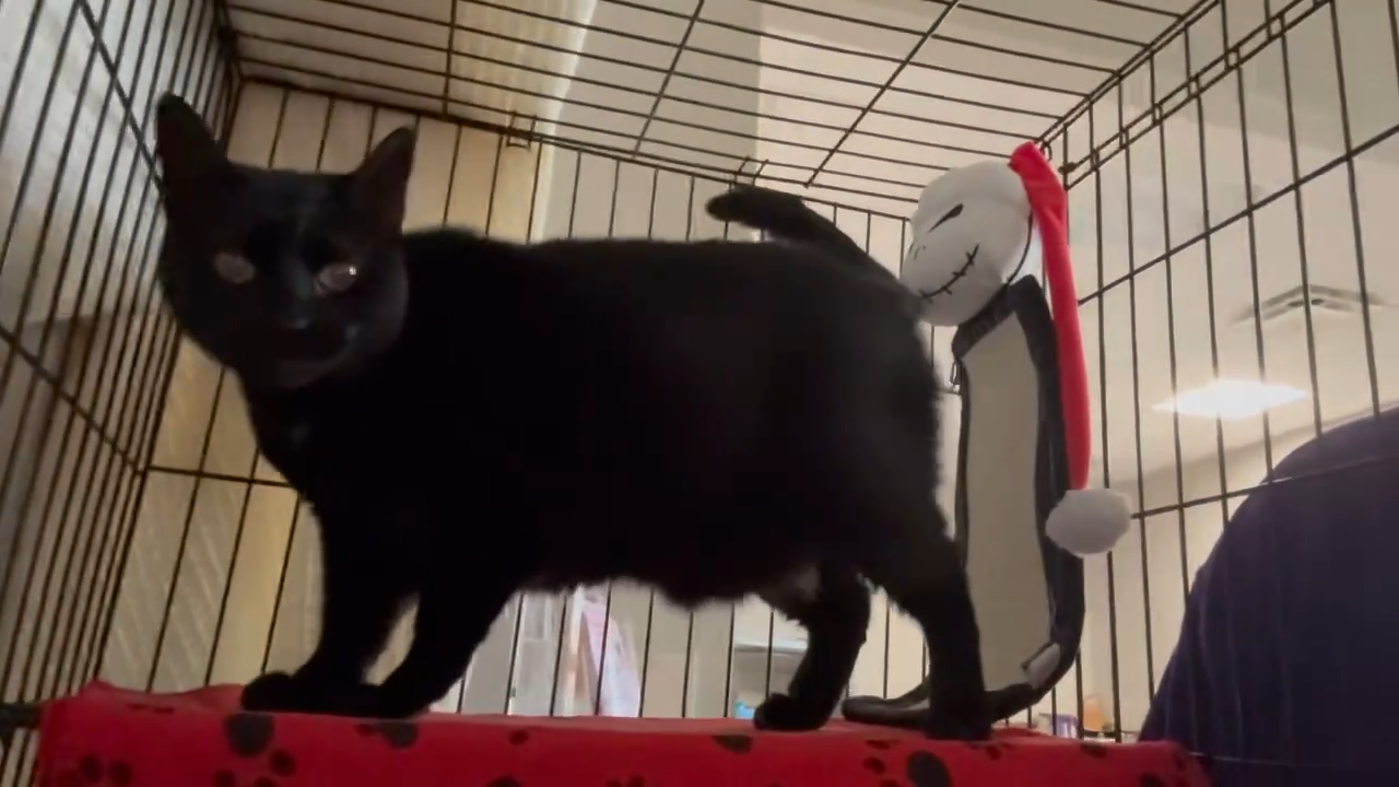 Meet Spanky, Our Newest Pet of The Week