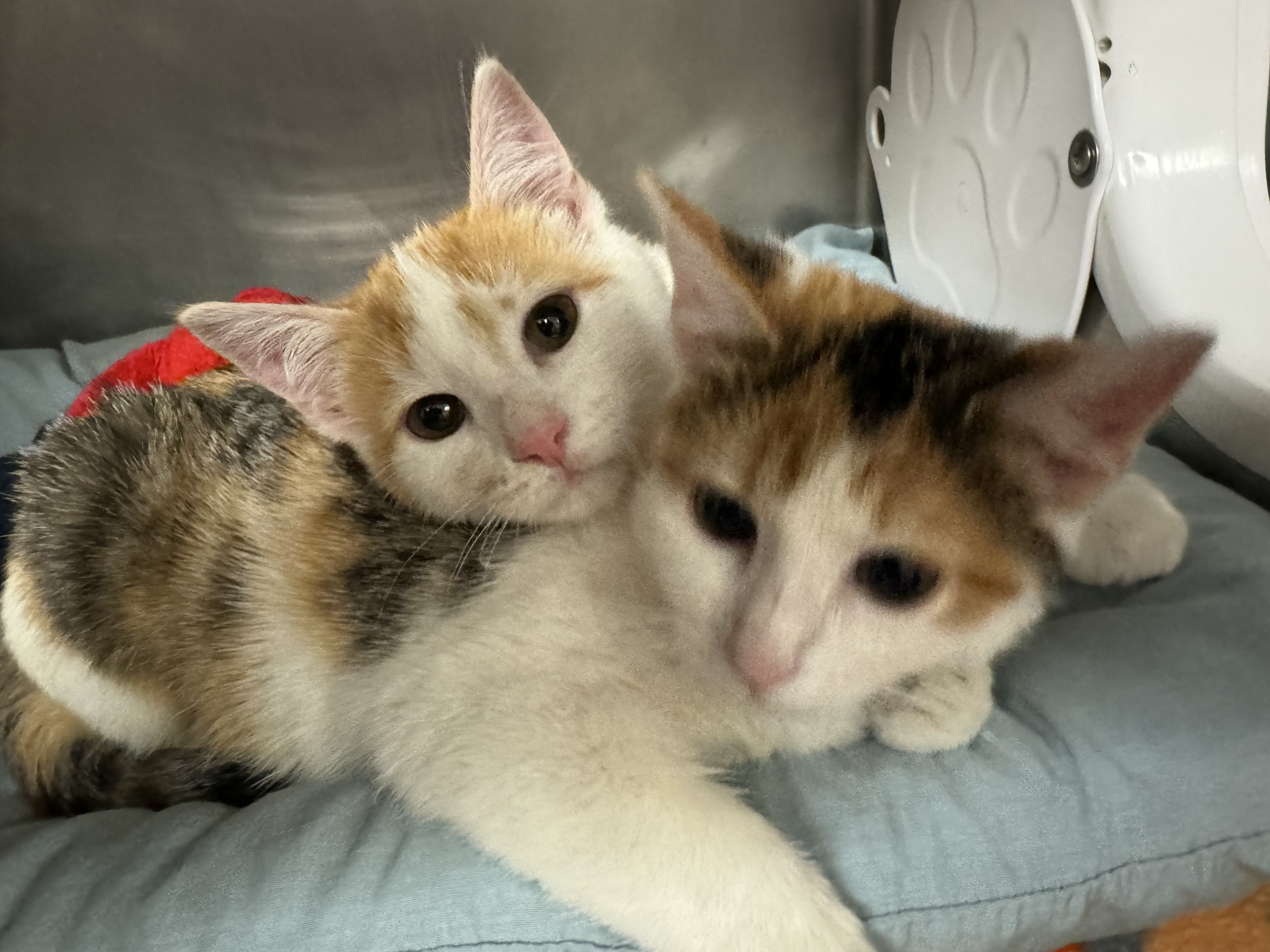 Meet Blizzard and Snowflake, Our Newest Pets of The Week