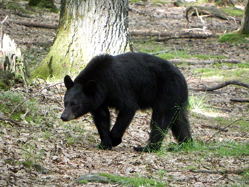 Audubon Little Explorers Learn About Bears Saturday, January 13