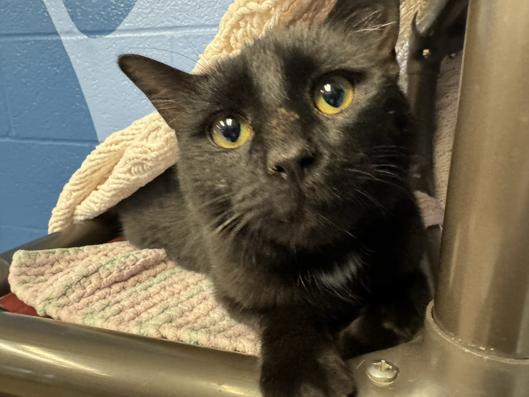 Meet Simba, Our Newest Pet of The Week