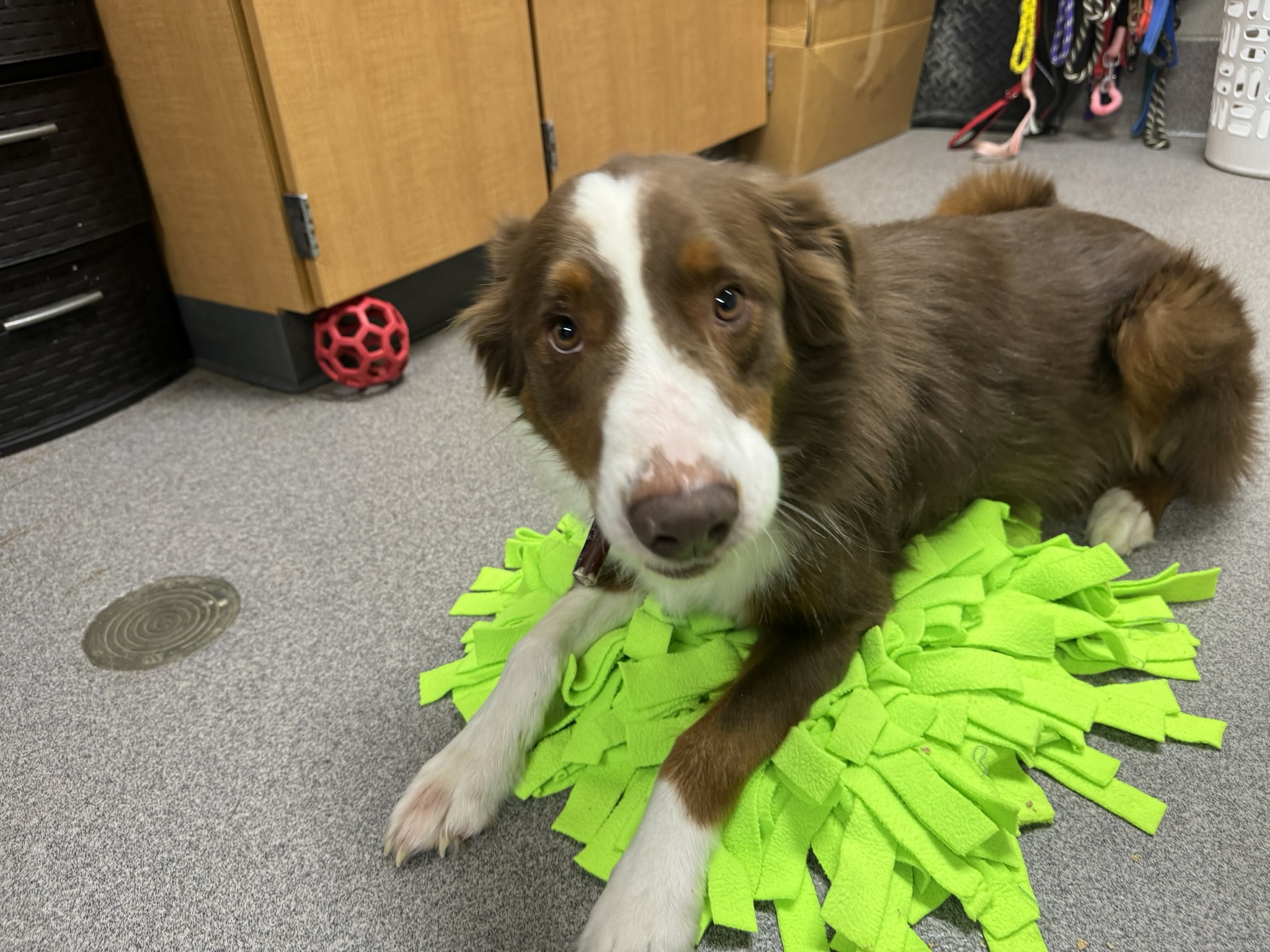 Meet Grizzley, Our Newest Pet of The Week