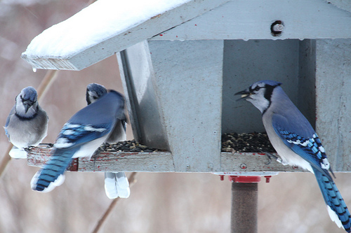 Audubon Birdseed Sale Deadline Sunday, February 4
