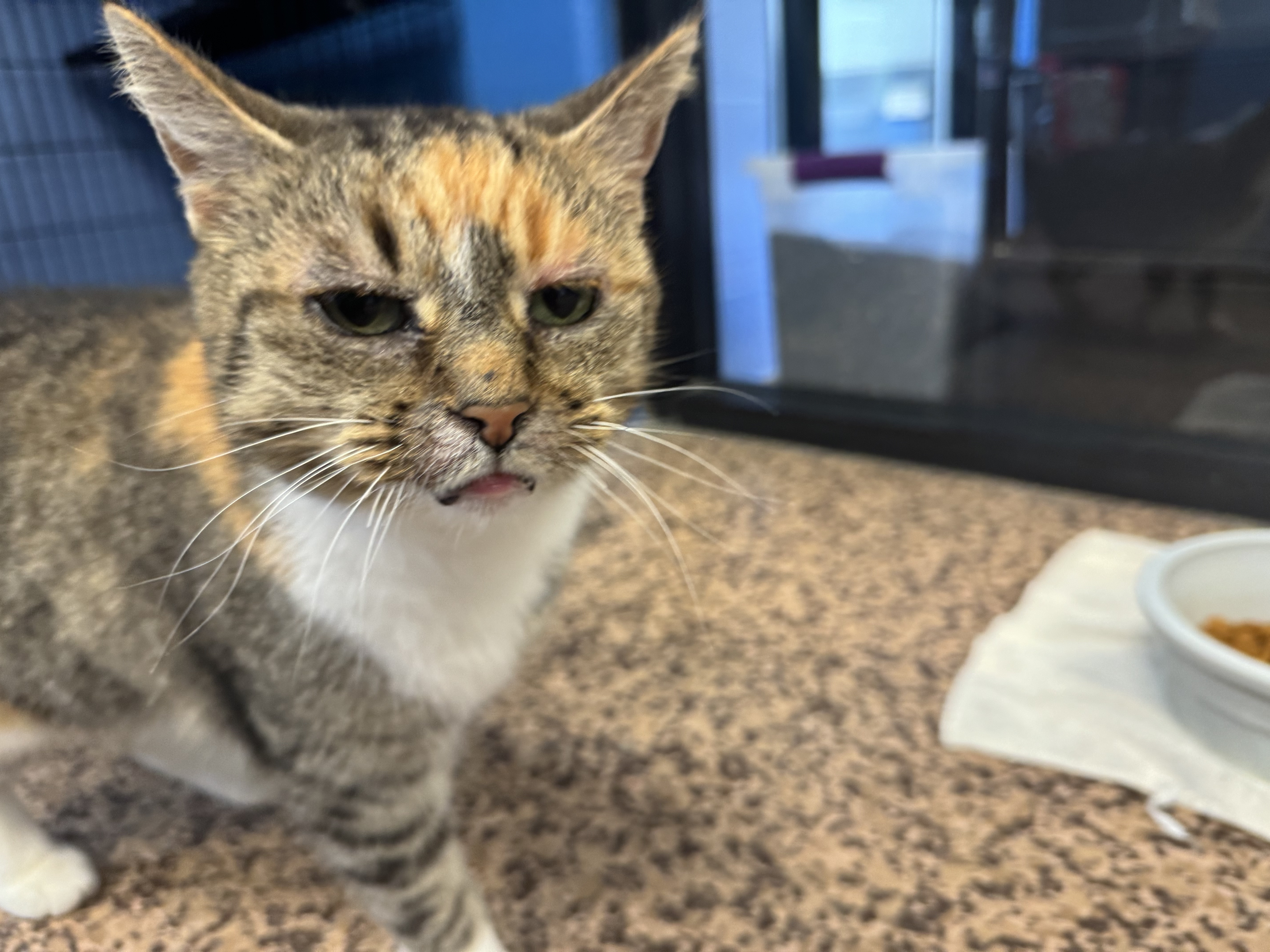 Meet Cupcake, Our Newest Pet of The Week