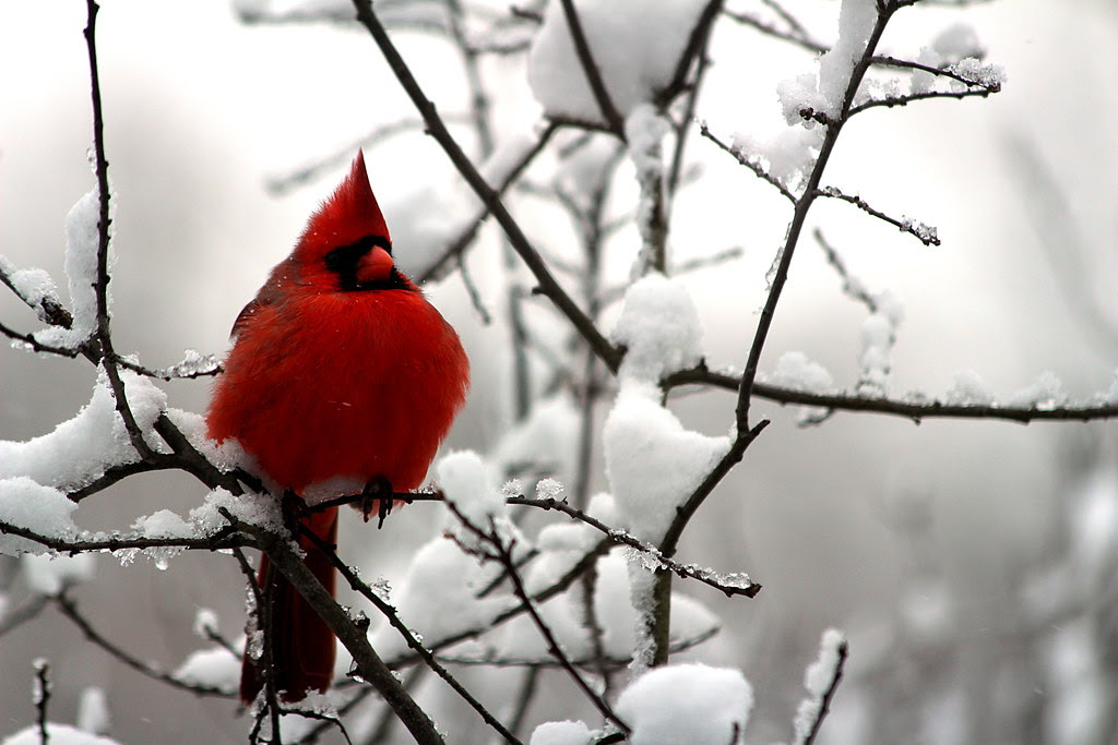 Enjoy Breakfast with the Birds at Audubon Saturday, February 17