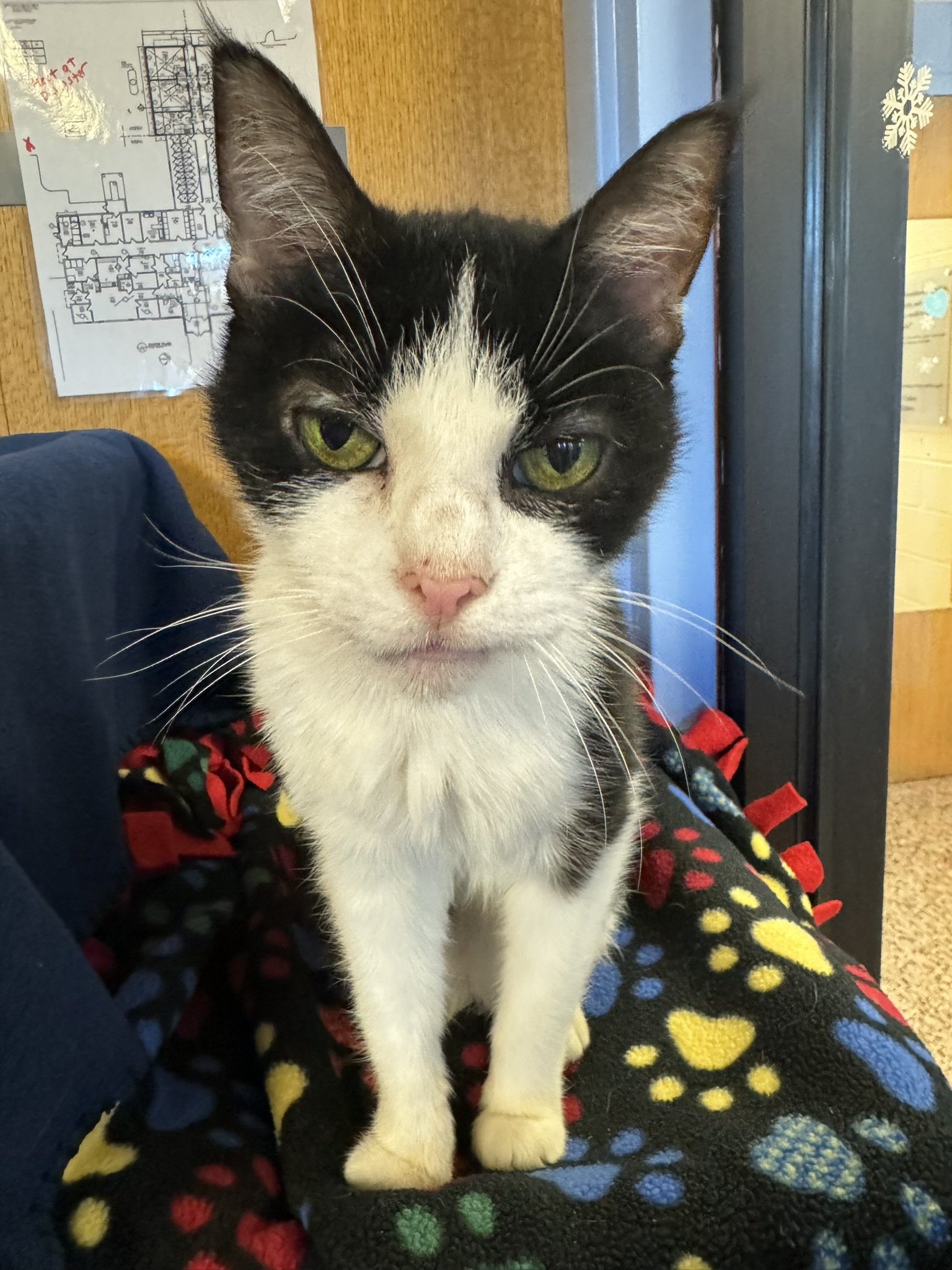 Meet Sugarplum, Our Newest Pet of The Week