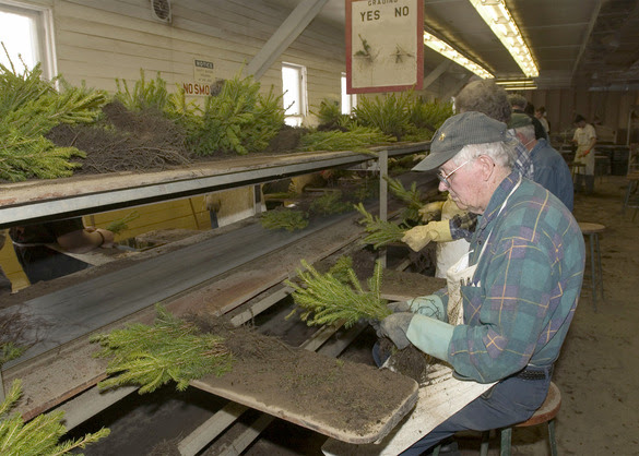 DEC Announces Annual Tree and Shrub Seedling Sale