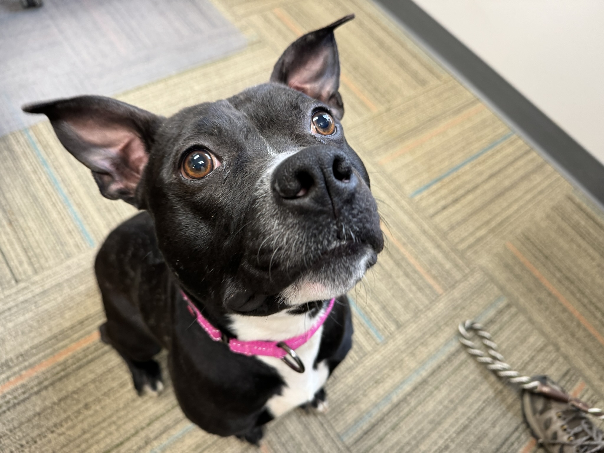 Meet Antler, Our Newest Pet of The Week