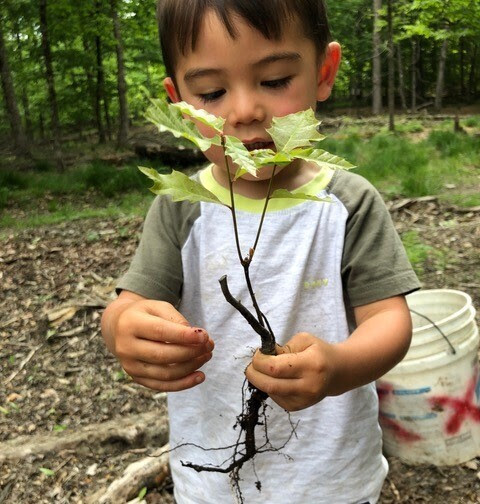 Annual School Seedling Program for Educators Opens