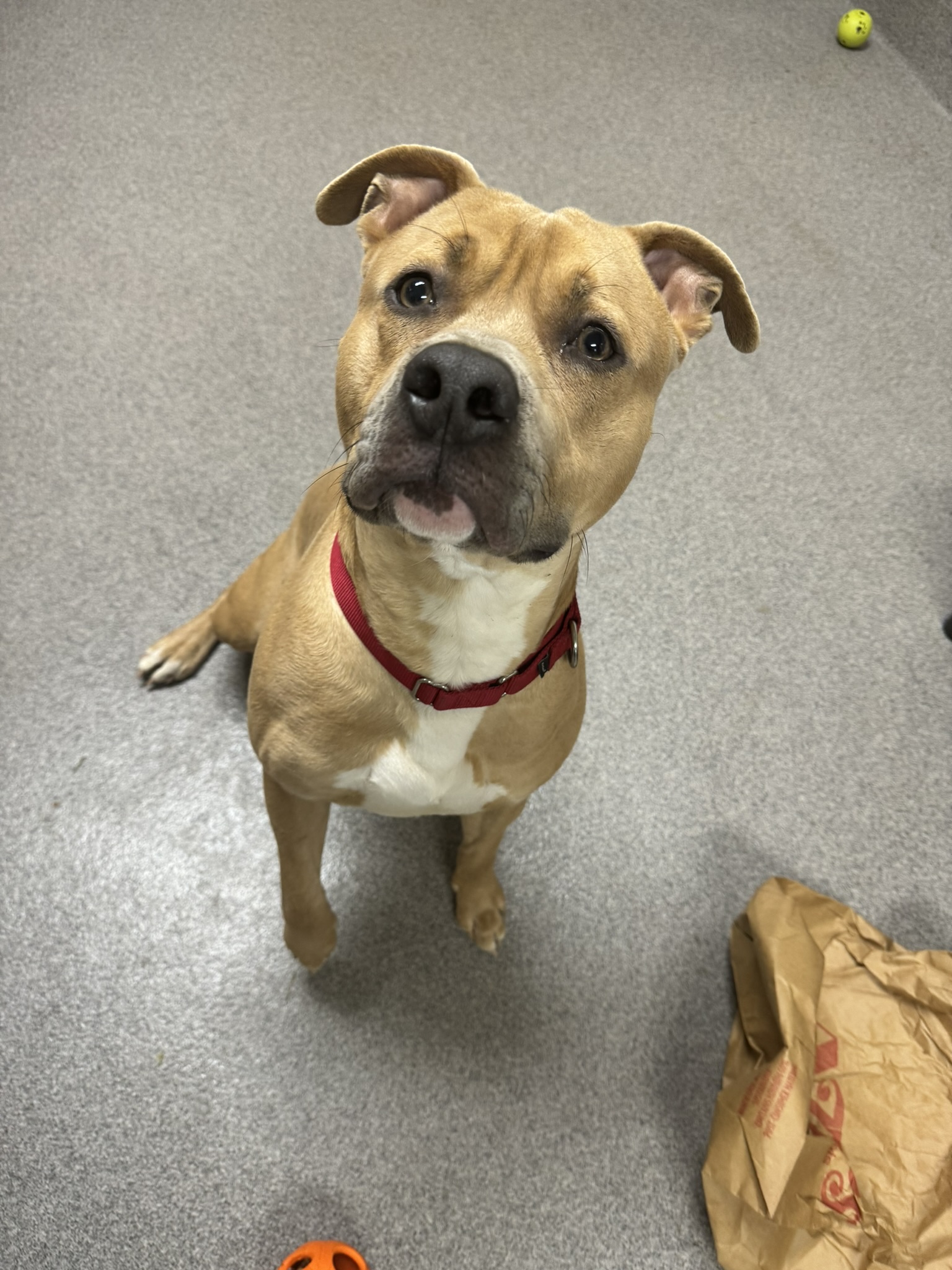 Meet Donner, Our Newest Pet of The Week