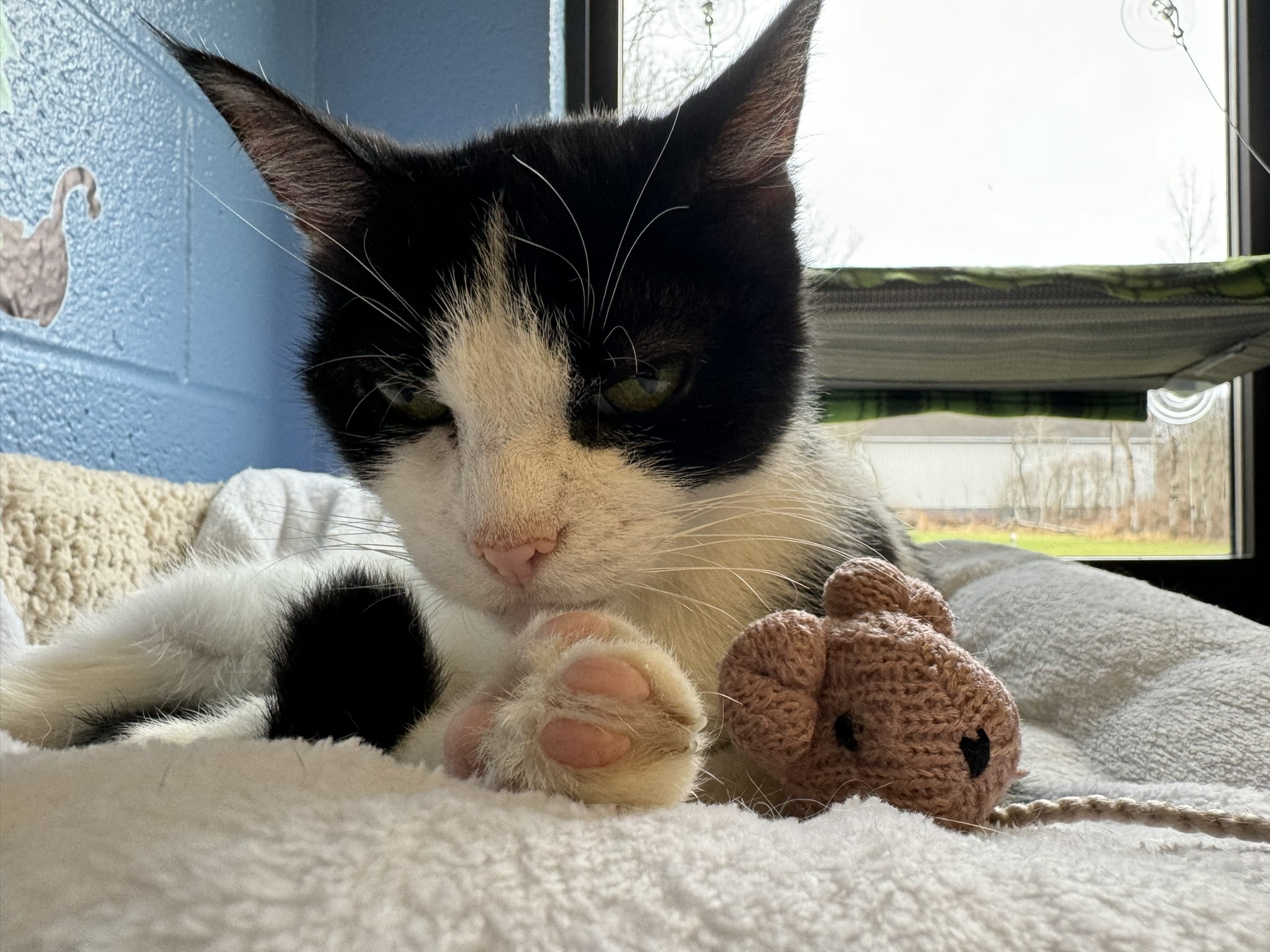 Meet Sugar Plum, Our Newest Pet of The Week