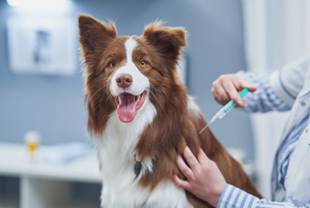 Health Dept. Announces Upcoming Animal Rabies Immunization Clinics